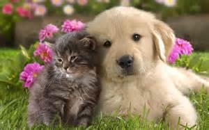 hund o katt hund o katt